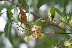 Dodonaea viscosa